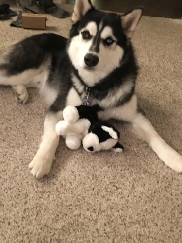 Lost Male Dog last seen Frost Rd and Mountain Valley , Bernalillo County, NM 87035