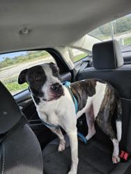Reunited Male Dog last seen Village grove s off west colonial drive near Downtown Winter Garden, Winter Garden, FL 34787