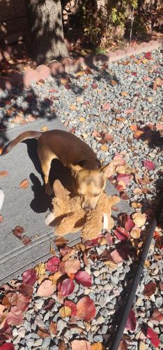 Lost Male Dog last seen Corner of 110th st and Roan, Albuquerque, NM 87121