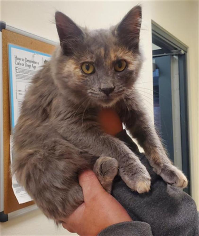 Shelter Stray Female Cat last seen Near BLOCK WINTERS ST, Auburn, CA 95603