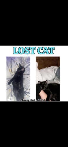 Lost Male Cat last seen 80th and Madison Street Burr Ridge IL, Burr Ridge, IL 60527