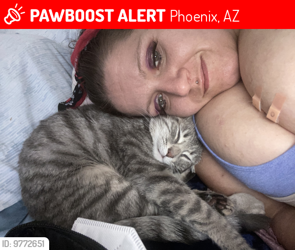 Lost Female Cat last seen 19th Ave & thunderbird dr , Phoenix, AZ 85023