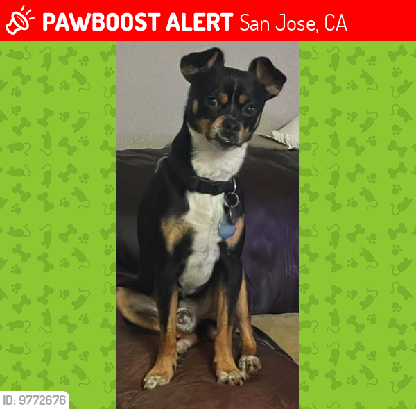 Lost Male Dog last seen Park Ave & Naglee close to Rose Garden, San Jose, CA 95126