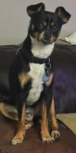 Lost Male Dog last seen Park Ave & Naglee close to Rose Garden, San Jose, CA 95126