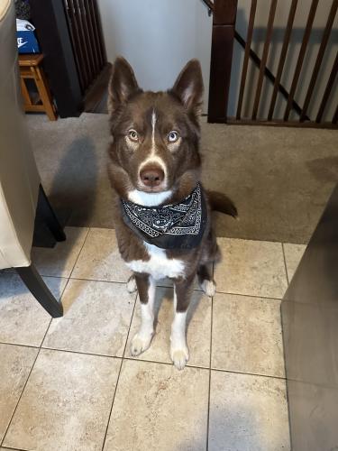 Lost Male Dog last seen Near and dale ave, Saint Paul, MN 55103