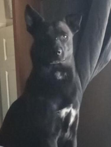 Lost Male Dog last seen 44th Place and  Cathedral Rock in Ahwatukee, Phoenix, AZ 85048
