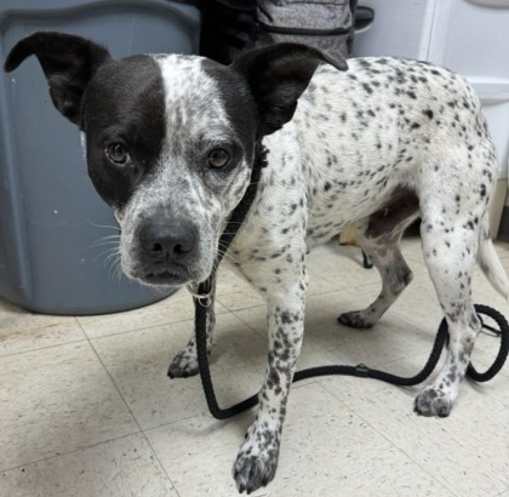Shelter Stray Male Dog last seen Gulfport, MS , Gulfport, MS 39501