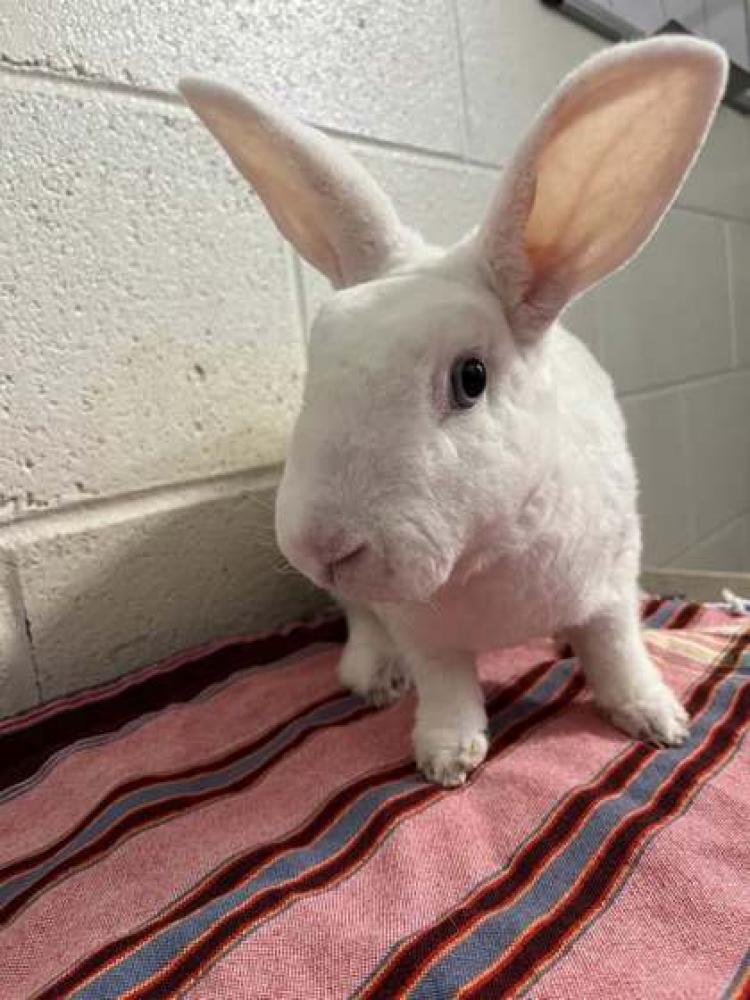 Shelter Stray Female Domestic rabbit last seen Falls Church, VA, 22046, 7391 Lee Hwy, Fairfax County, VA, Fairfax, VA 22032