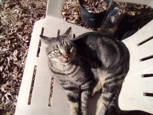 Lost Male Cat last seen Ruth Rd. and Richland Rd., Richland Hills, TX 76118