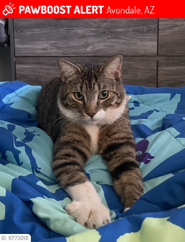 Lost Male Cat last seen El Mirage & Lower Buckeye road, Avondale, AZ 85323