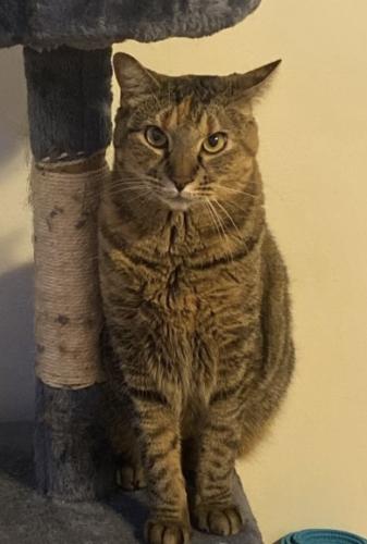 Lost Female Cat last seen N Kenmore Ave and W Glenlake Ave, Chicago, IL 60660