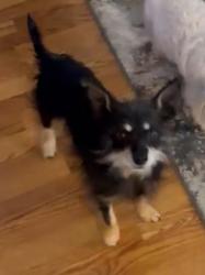 Lost Male Dog last seen Lone Star ll housing division , Midland, TX 79705