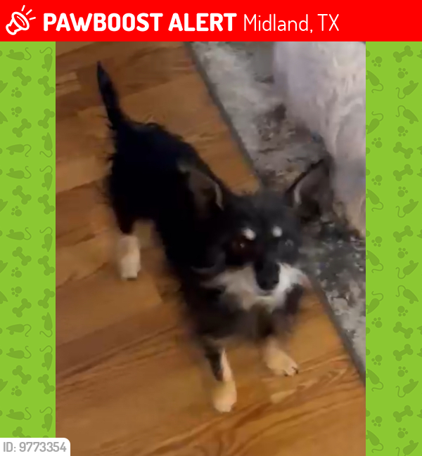 Lost Male Dog last seen Lone Star ll housing division , Midland, TX 79705