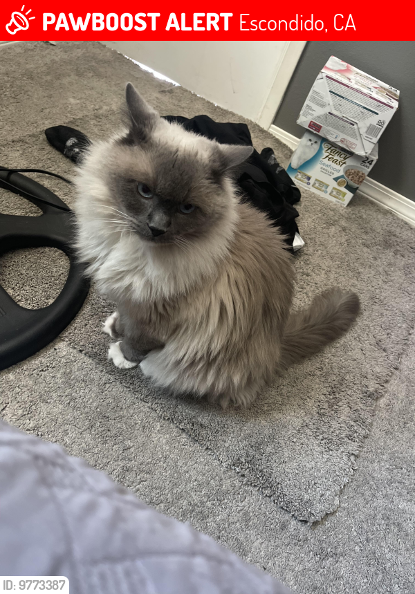 Lost Male Cat last seen Fig st and Sheridan ave , Escondido, CA 92026