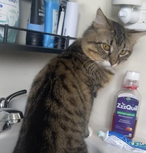 Lost Male Cat last seen Spring wood middle , Hanover Park, IL 60133