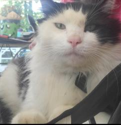 Lost Male Cat last seen West Side - Delhi - Mack - Sayler Park - Addison, Cincinnati, OH 45233