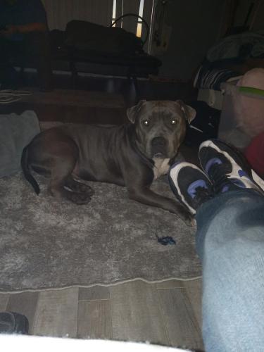 Lost Male Dog last seen Dorado and Central, Juan Tabo up to Tramway and Western Skies ,4 HILLS AREA., Albuquerque, NM 87123