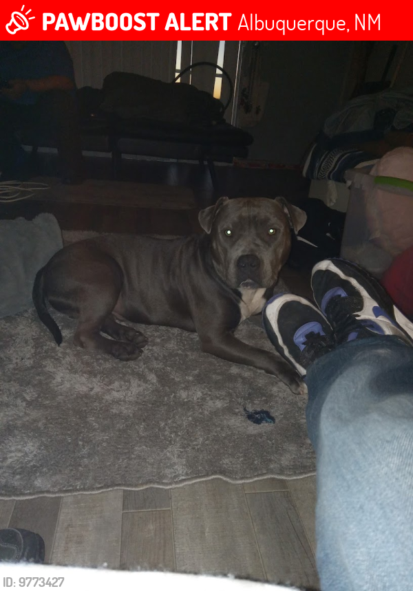 Lost Male Dog last seen Dorado and Central, Juan Tabo up to Tramway and Western Skies ,4 HILLS AREA., Albuquerque, NM 87123