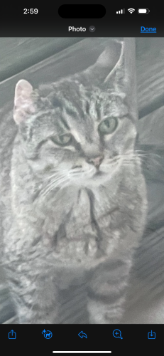 Lost Female Cat last seen Brownsville Road , Pittsburgh, PA 15210