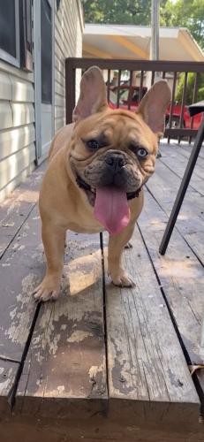 Lost Male Dog last seen West Pioneer Dr and Belt Line Rd , Irving, TX 75061
