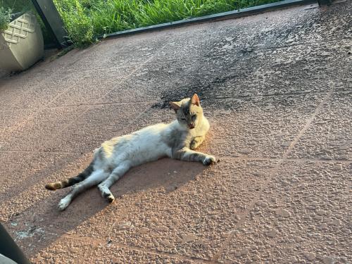 Lost Female Cat last seen Nob Hill and Sunrise, Plantation, FL 33322