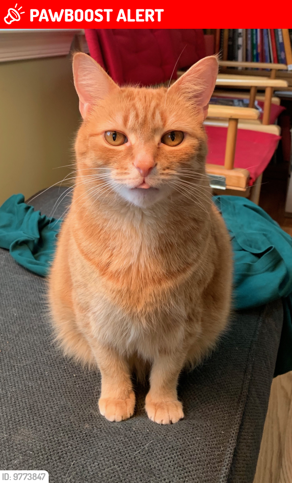 Lost Male Cat last seen Regina Drive between Round Tree Court and Ducket Drive off Georgia Avenue South of Aspen Hill, Silver Spring, MD 20906