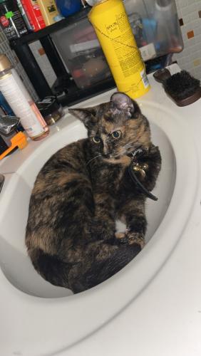 Lost Female Cat last seen Northwest highway and marmora , Chicago, IL 60630