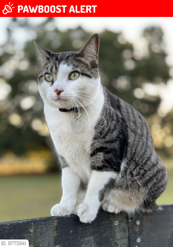 Lost Female Cat last seen Near and 204th Place where Suwannee and Columbia counties meet, Suwannee County, FL 32024