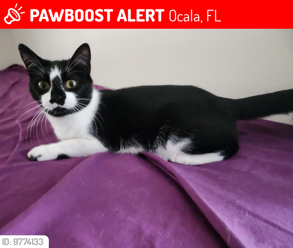 Lost Female Cat last seen Near Sw 73rd St Ocala Fl 34476, Ocala, FL 34476