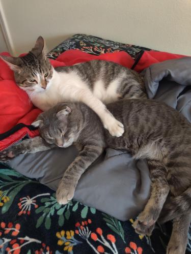 Lost Male Cat last seen Montgomery and Juan Tabo , Albuquerque, NM 87111