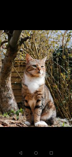 Lost Male Cat last seen Cadley Causeway , Fulwood, England PR2