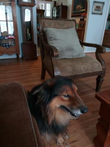 Lost Male Dog last seen Armstrong rd, Remlap, AL 35133