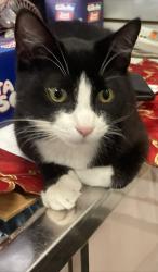Lost Male Cat last seen Italian Market , Philadelphia, PA 19147