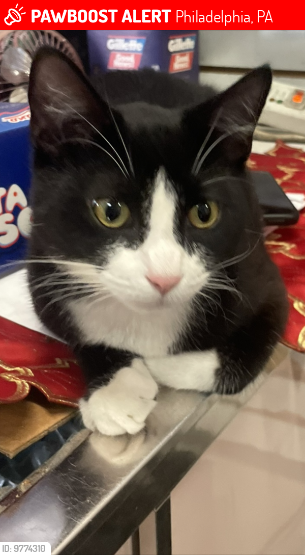 Lost Male Cat last seen Italian Market , Philadelphia, PA 19147