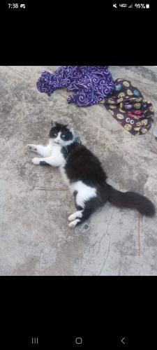 Lost Male Cat last seen Green Tree/Oleander Ave and Forrest Park/Oleander Ave, Bunnell, FL 32110