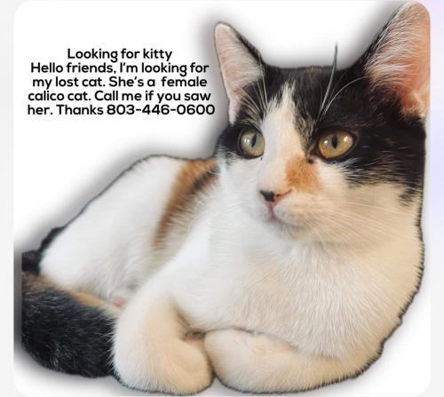 Lost Female Cat last seen Near placid dr., Irmo, SC 29063