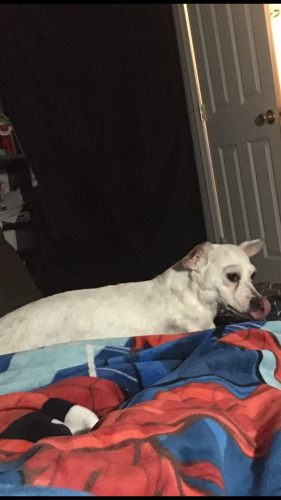 Lost Female Dog last seen Fairview and oracle , Tucson, AZ 85705