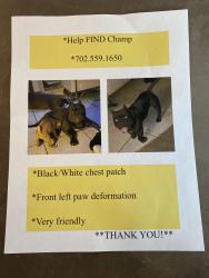 Lost Male Dog last seen Ballinger Drive & Sloan, Las Vegas, NV 89142