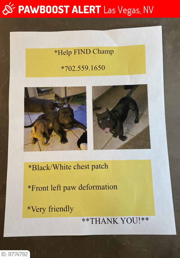 Lost Male Dog last seen Ballinger Drive & Sloan, Las Vegas, NV 89142