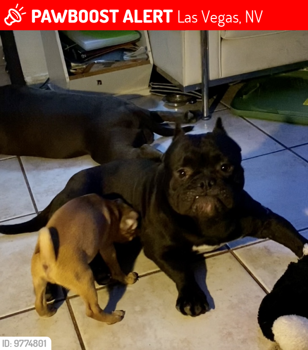 Las Vegas, NV Lost Male Dog, Champ Is Missing PawBoost