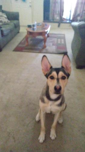Lost Male Dog last seen NWgreen oakbl , Arlington, TX 76017