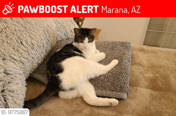 Lost Male Cat last seen Near W Silverbell Road , Marana, AZ 85653