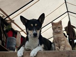 Lost Female Dog last seen Near S Pacific Hwy, Phoenix, OR 97535, Phoenix, OR 97535