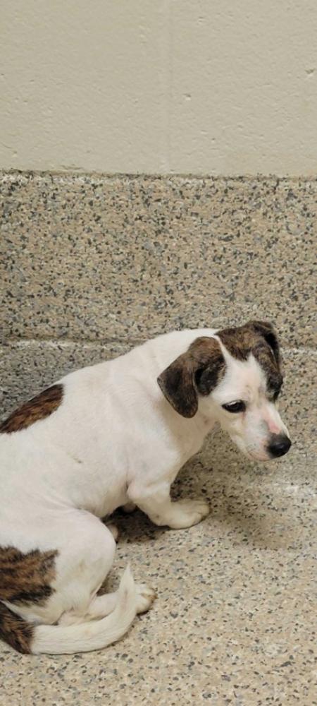 Shelter Stray Unknown Dog last seen Near Retreat Dr, 70343 - Bourg, LA, Gray, LA 70359