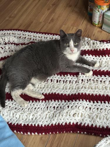 Lost Male Cat last seen Liberty Struthers Road, Campbell, OH 44405