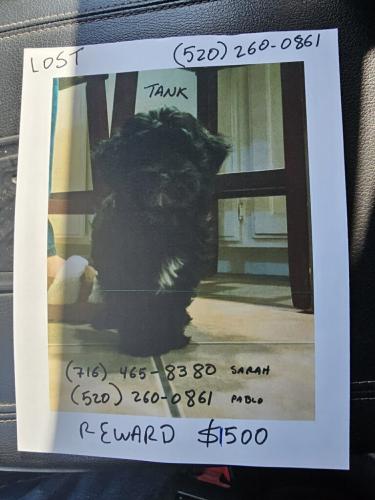 Lost Male Dog last seen  W Guadeloupe Rd and South Country Club Dr, Mesa, AZ 85202