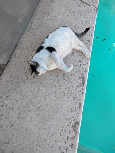 Lost Male Cat last seen Northern and 28th ave, Phoenix, AZ 85029
