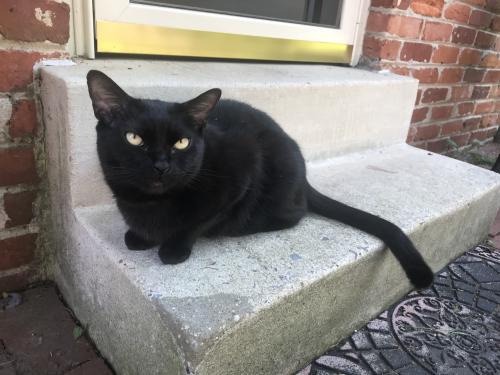 Lost Male Cat last seen Elger Mill Rd and Whetstone Circle, Montgomery Village, MD 20886
