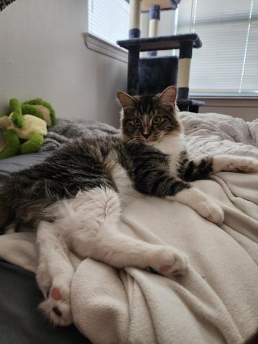 Lost Male Cat last seen Wilmoore and southern , Albuquerque, NM 87106