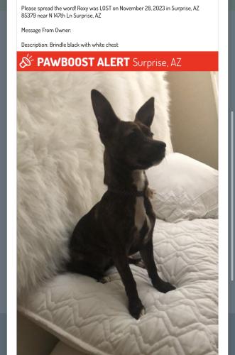Lost Female Dog last seen 142nd Ln and Waddell , Surprise, AZ 85379